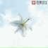 轻松音乐