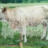 Beurre
