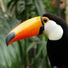 Calming Bird Background Sounds