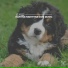 Sleeping Music For Dogs