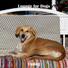 Lounge for Dogs
