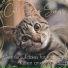 RelaxMyCat