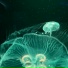 Flowercyber