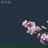 Rytas