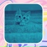 Солнечно Кошачья музыка