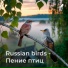 Russian birds