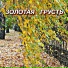 Сергей Грищук