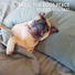 Music For Dogs Peace