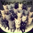 VanderCat