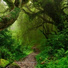 Nature Sounds Winds