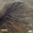 Amasia feat. Orry Caren, Becca Starr