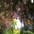 The Gardener
