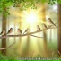 Nature and Birds, Bird Sounds, Songbirds