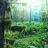 ASMR Nature Noise