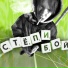 StepIBOY