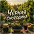 Воробьёв Владимир