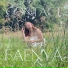 Faenya