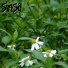 Sinsa