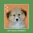 Dog Anxiety Relief