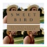 The Sound Through The Open Window