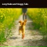 Dog Calming Music