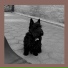 Mr. Zumo