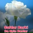 Safdar Barki