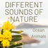 Ocean Animals