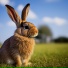 Rabit323