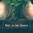 Ambient Nature Sounds, Nature Ambience