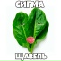 Кот Атос, Radimir Music