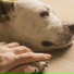 Boy With Pets