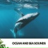 Cat Music Therapy, Ocean Sounds FX, Water Science