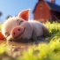 Family Oink Oink