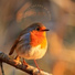 ASMR Birds in the Forest