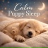 Dog Sleep Lab