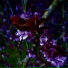 Variéras