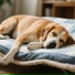 Dog Music Legends, Joyful Soundtracks, Sunny Days