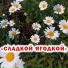 Лазарева Ирина Владимировна