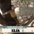 Elia Cecconi