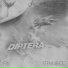 Diptera