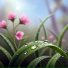 SpringJelly