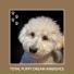 Dog Chill Out Music