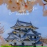 沈卿Senki