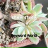 Keyword World