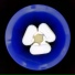 Obligal