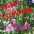 FRED CALIFORNIA