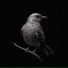 sh3llbe