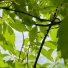 Joshua Lee Roots