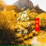 纹莱